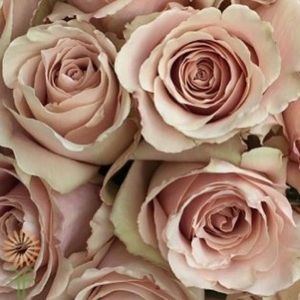 Meet your Posher, Brittany